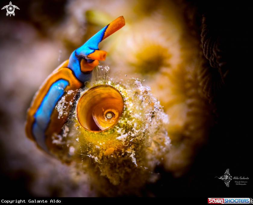 A Thuridilla Sea Slug