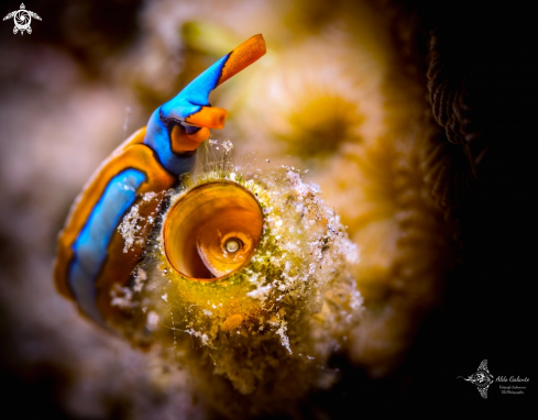 A Thuridilla Sea Slug