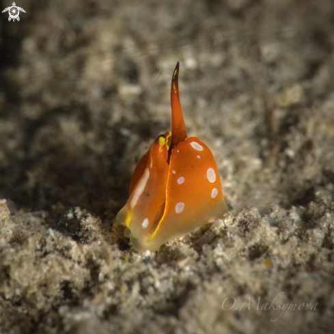 A Sea snail Diminovula culmen 