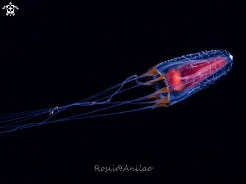 A Juvenile Jellyfish