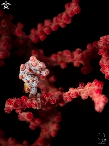 A Hippocampus Bargibanti | Pygmy Seahorse