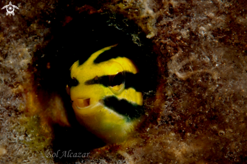 A Blenny