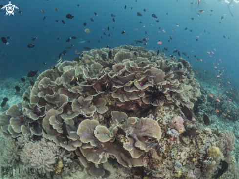 A Montipora capricornis | Cabbage corals