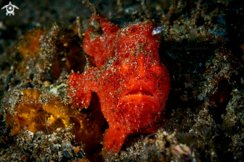 A FROGFISH