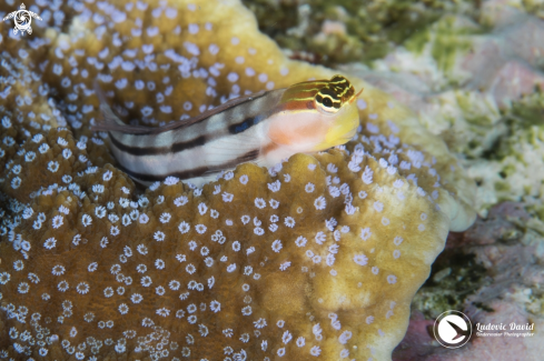 A Escenius bathi | Bath's Blenny