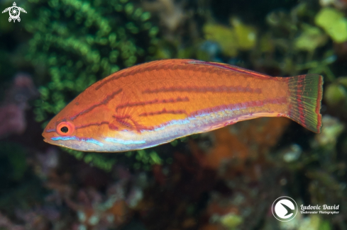 A Paracheilinus flavianalis (female) | Yellowfin Flasher