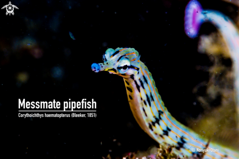 A Messmate pipefish