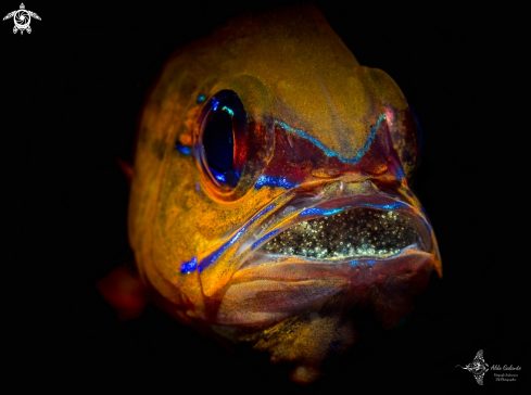 A Ostorhinchus aureus (Lacepède, 1802) Eggs | Ringtailed Cardinalfish 