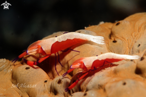 A Emperor shrimp