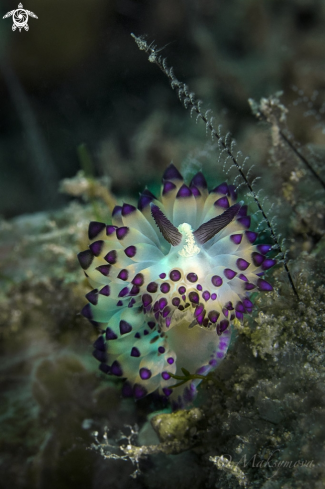 A Nudibranch Janolus sp.  