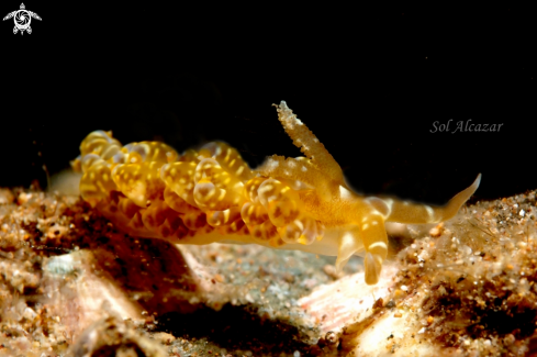 A nudibranch