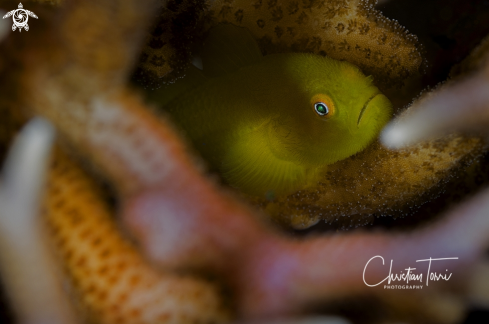 A Yellow hairy goby