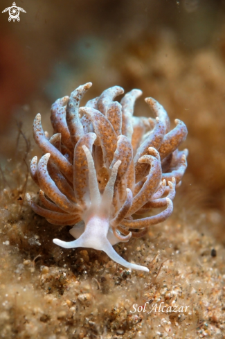 A Phyllodesmium jakobsenae | nudibranch