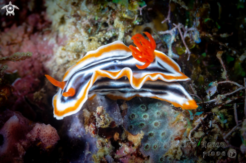 A Nudibranch