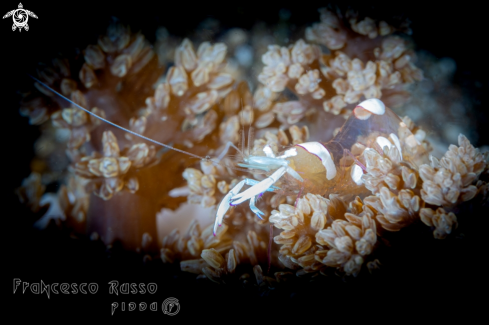 A Ancylocaris brevicarpalis | Shrimp