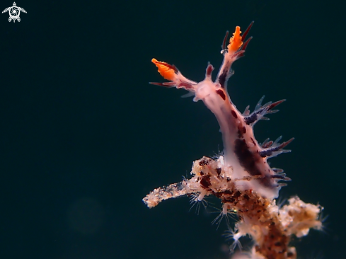 A Dendronotus regius | Nudibranch