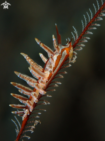 A Eubranchus sp. | Nudibranch