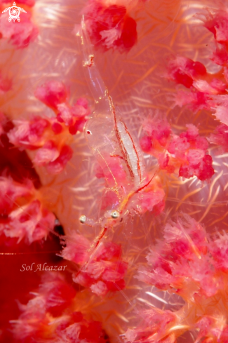 A glass shrimp with eggs
