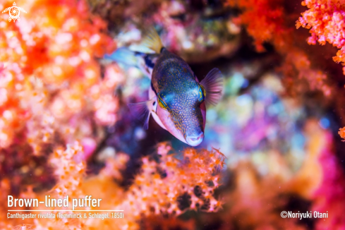 A Canthigaster rivulata (Temminck & Schlegel, 1850) | Brown-lined puffer