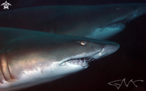 A Grey Nurse Shark