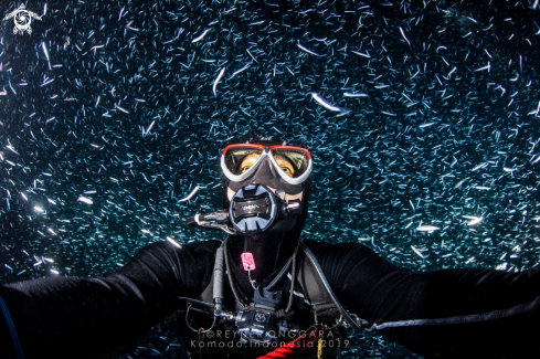 A Silverside fish