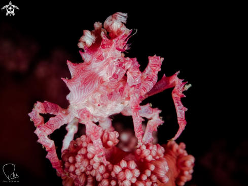 A Hoplophrys oatesi | Candy Crab