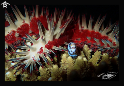 A Acanthaster - Echidna polyzona