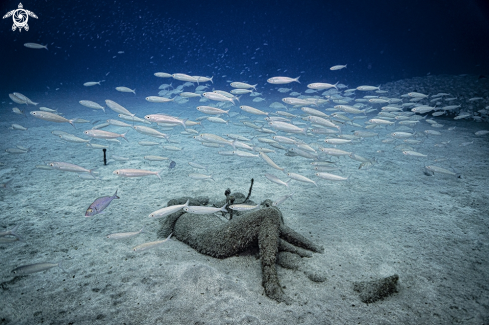 A Playa Blanca | Museo Atlantico