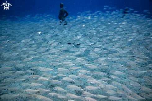 A Playa Blanca | Museo Atlantico