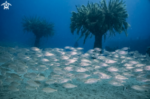 A Playa Blanca | Museo Atlantico