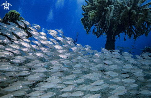 A Playa Blanca | Museo Atlantico