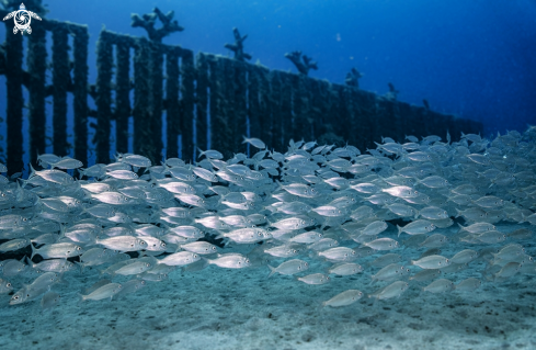 A Museo Atlantico