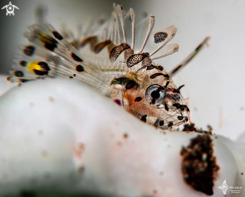 A Juvenil Lion Fish