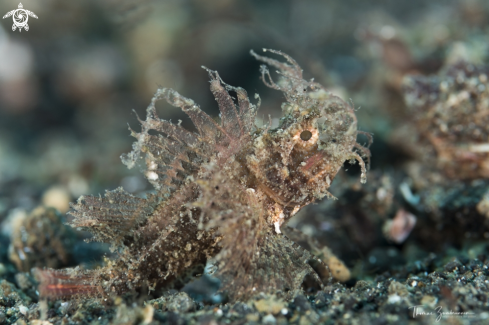 A Ambon Scorpionfish