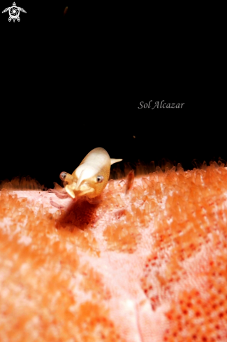 A shrimp on starfish