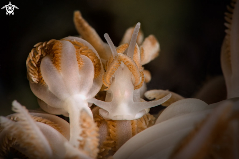 A Nudibranch Phyllodesmium jakobsenae