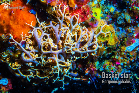 A Basket star 