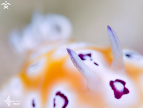 A Goniobranchus Nudibranch