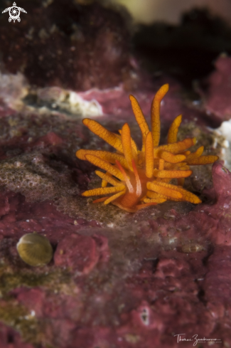 A Nudibranch 