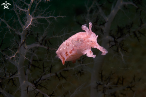 A Cuttlefish