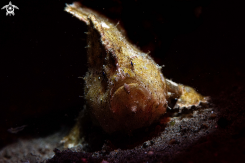 A Randall's frogfish