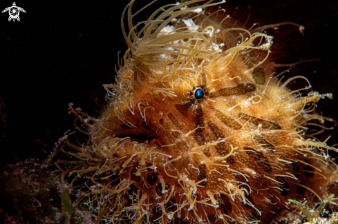 A Hairy frogfish