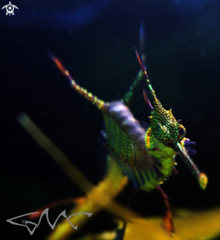 A Phyllopteryx taeniolatus | Weedy seadragon