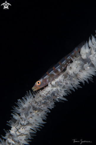 A Large whip goby