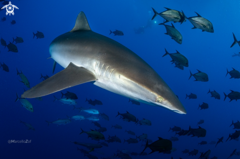 A carcarinus falciformis | Silky Shark