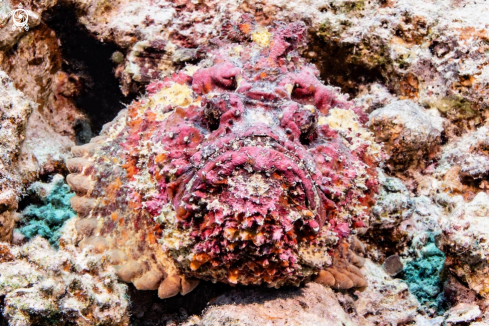 A Stonefish