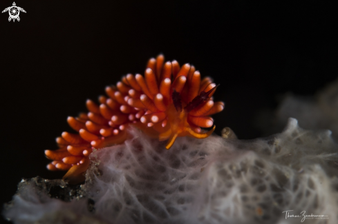 A Nudibranch 