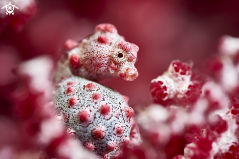 A Pygmy seahorse