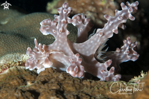 A Ceratosoma alleni | Chromodorid nudibranch 