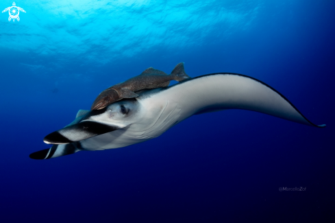 A Giant Manta